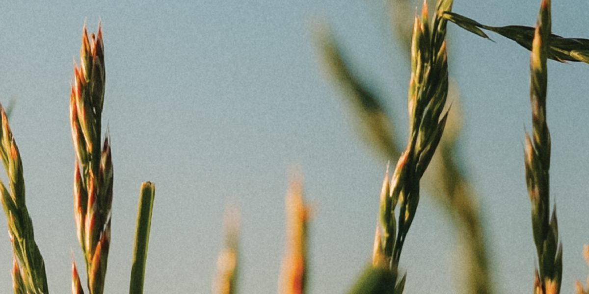 DOCUMENTARY REVEALS FORAGE INNOVATIONS HELPING TEXAS RANCHERS CONFRONT WATER SCARCITY