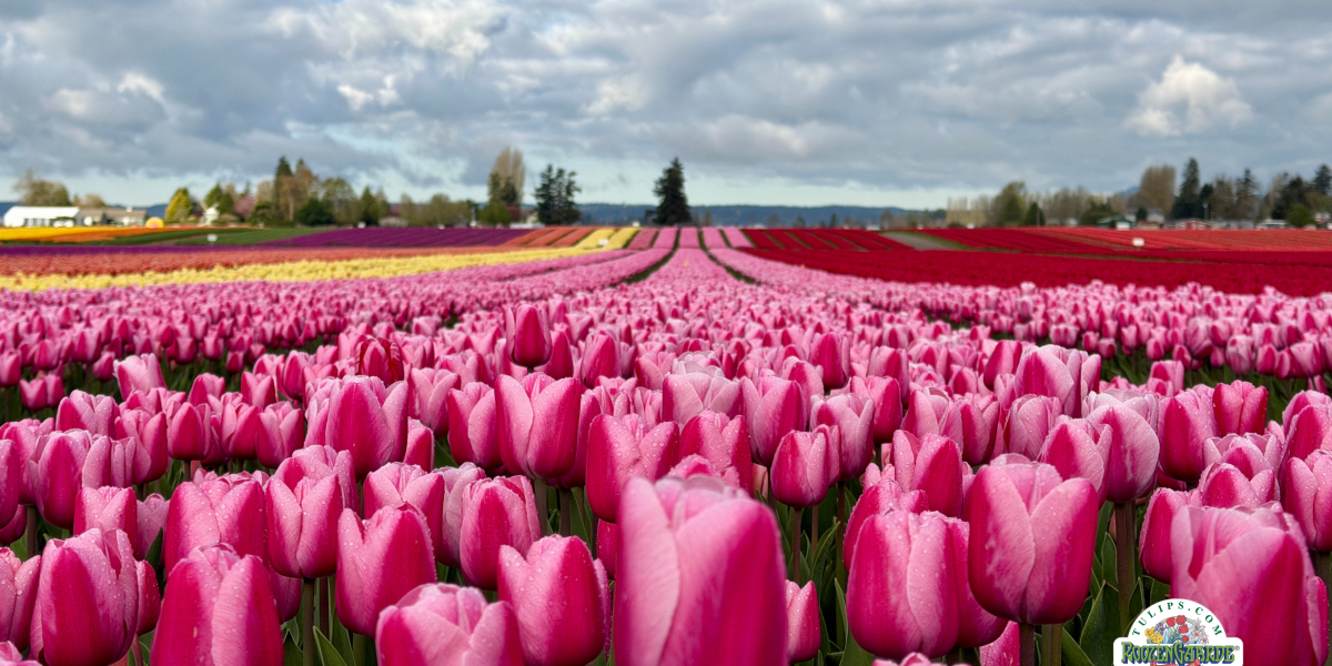 2026 Skagit Valley Tulip Festival Reaches Full Bloom Across Skagit County