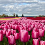 2026 Skagit Valley Tulip Festival Reaches Full Bloom Across Skagit County