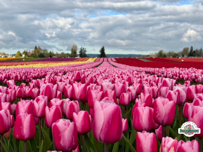 2026 Skagit Valley Tulip Festival Reaches Full Bloom Across Skagit County