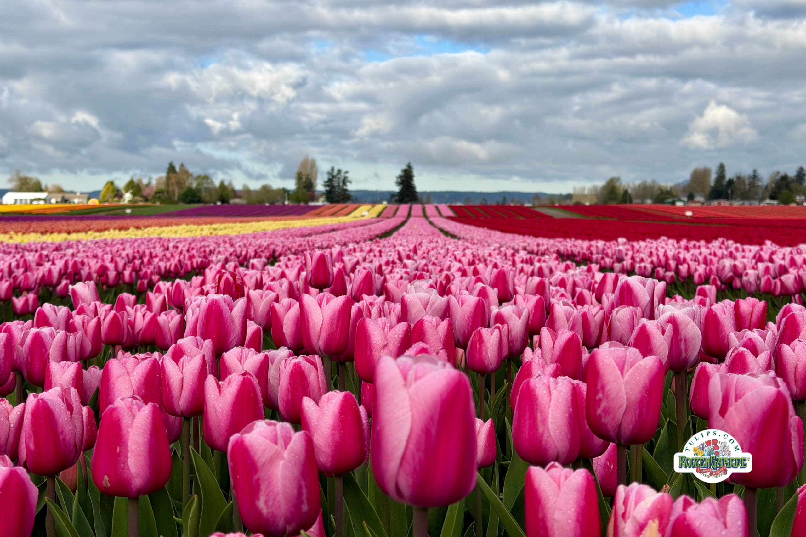 2026 Skagit Valley Tulip Festival Reaches Full Bloom Across Skagit County