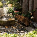 Poposoap Launches a Range of Wire-Free Solar Fountains in the UK