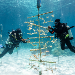 The Bahamas to Host 2027 Global Sustainable Tourism Council Conference