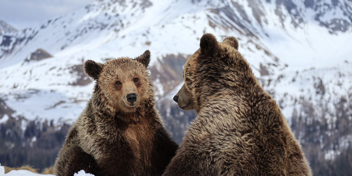 Two Rescue Bears Take Top Honors in Sleepiest Bear Competition