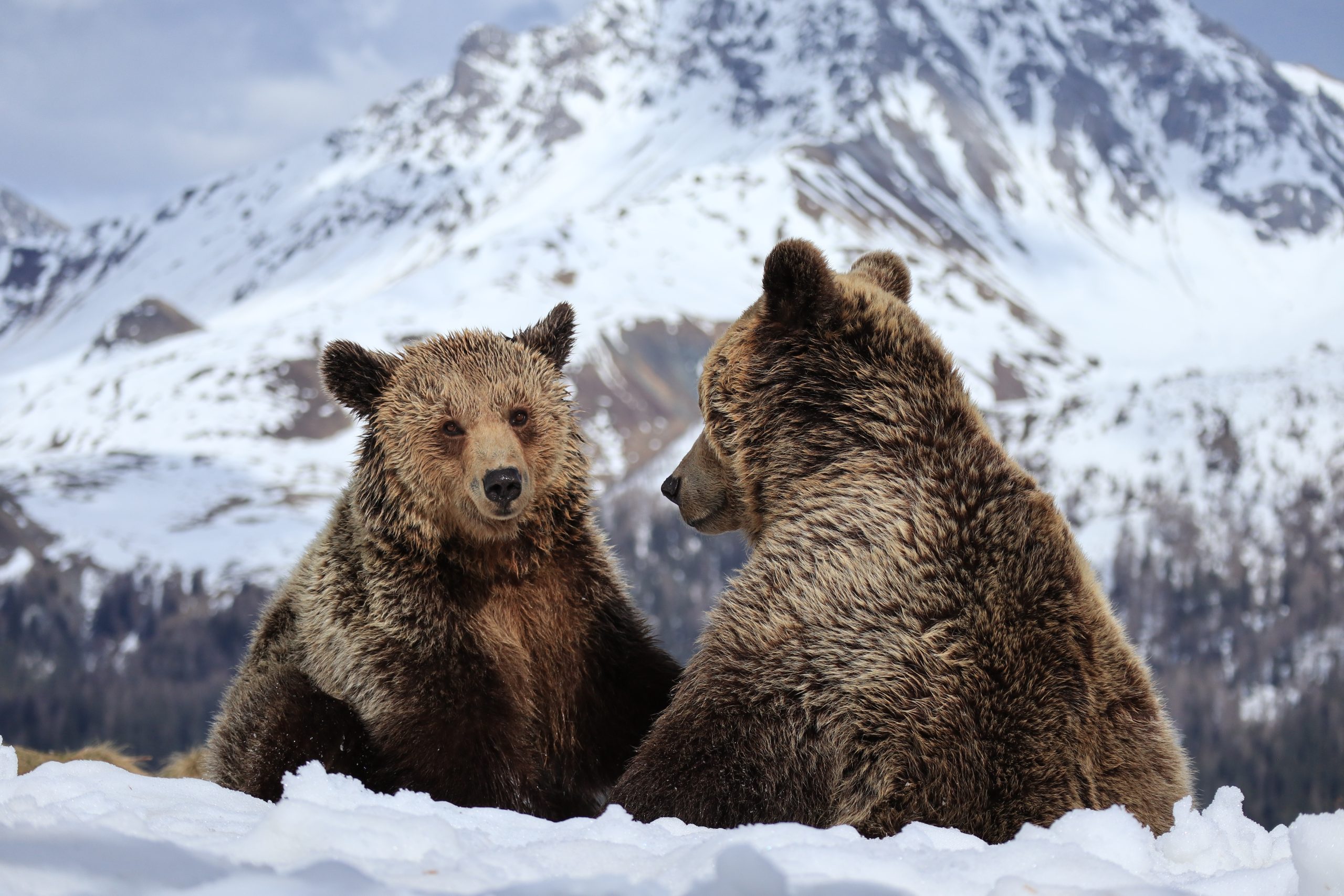 Two Rescue Bears Take Top Honors in Sleepiest Bear Competition