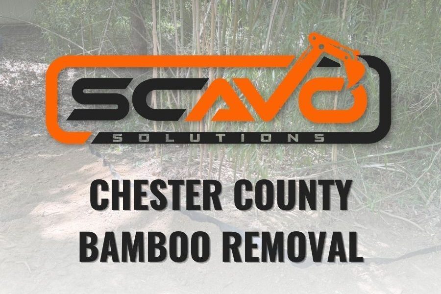 Chester County Bamboo Removal Just Got Serious: Scavo Solutions Expands Services With Heavy Equipment, Hands-On Experience, and a Process Built to Actually Work