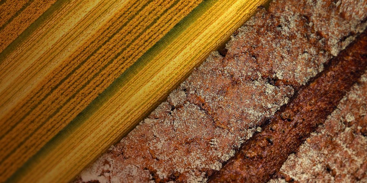 CNH announces voting results of 2026 Annual General Meeting and publishes 2025 Sustainability Report