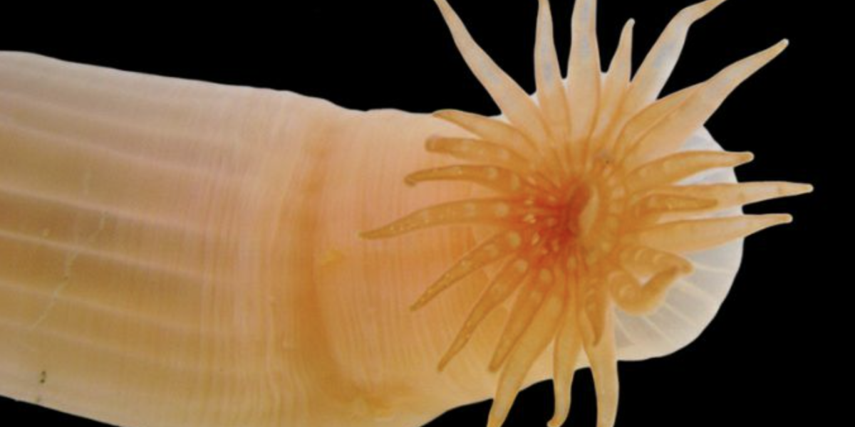 Scientists discover over 1,100 new marine species in landmark Ocean Census