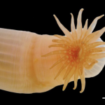 Scientists discover over 1,100 new marine species in landmark Ocean Census