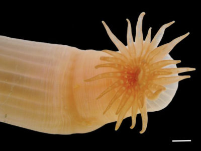 Scientists discover over 1,100 new marine species in landmark Ocean Census