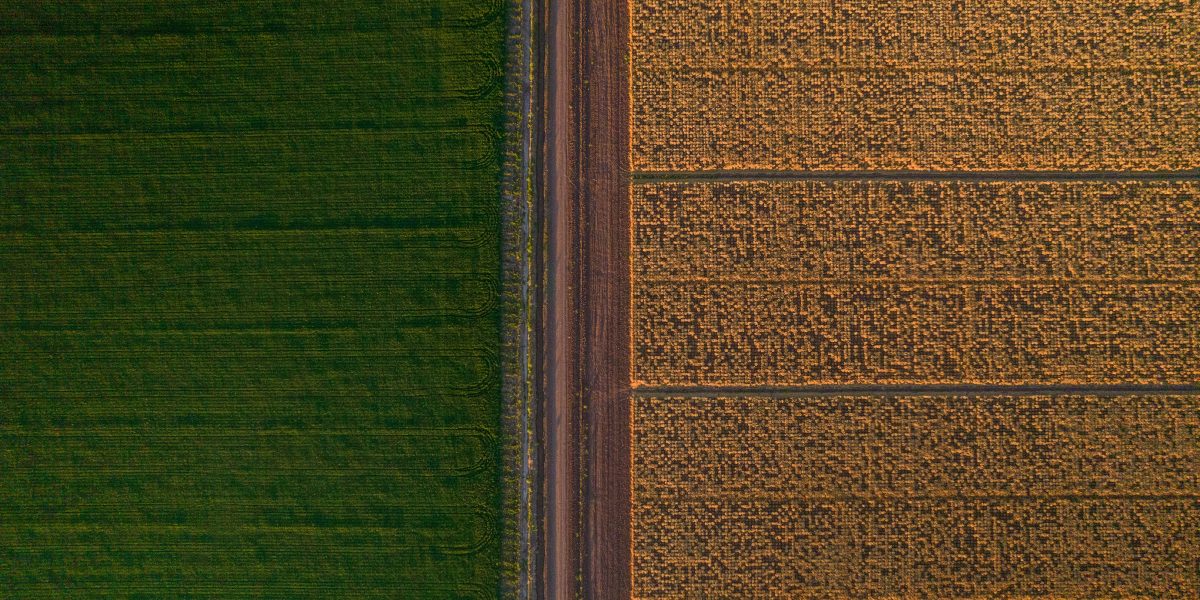 Grupo Bimbo Surpasses 500,000 Hectares Under Regenerative Agriculture Practices