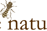 Bee Naturals Introduces Retin BN Bakuchiol + 7% Niacinamide