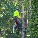 AKA Tree Service Expands Tree Services in Alpharetta, GA as Drought-Stressed Pines Face Bark Beetle Threats